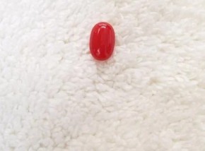 Natural Red Coral Gemstone (Moonga) - 12 Carat ( Rs 1,350 / Carat)