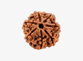 Nepal Origin 7 Mukhi Rudraksha